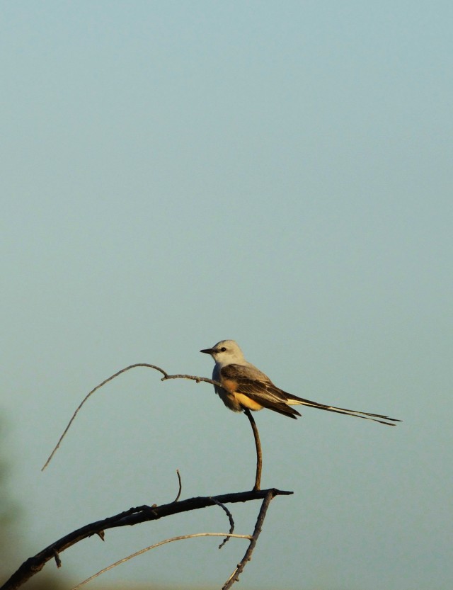 Perched