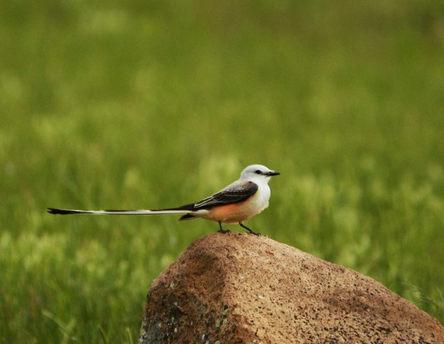 Oklahoma state bird
