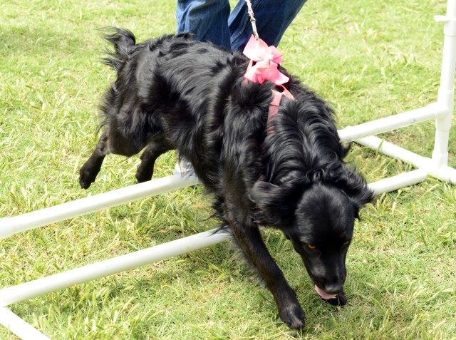 Obstacle course
