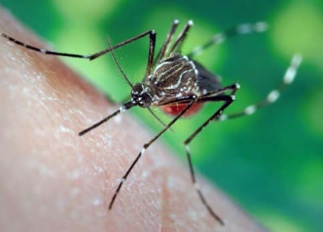 Zika Virus
