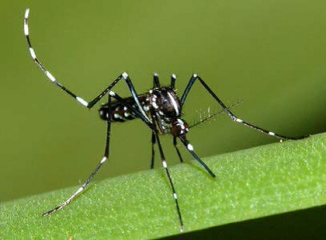 Zika Virus