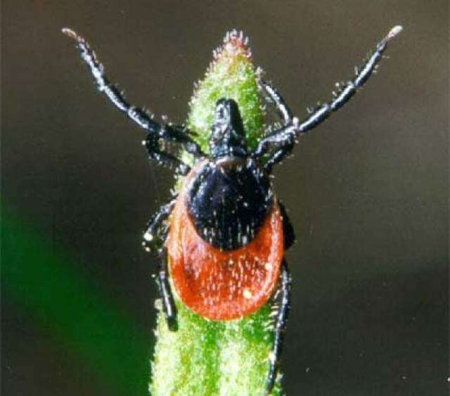 Ticks