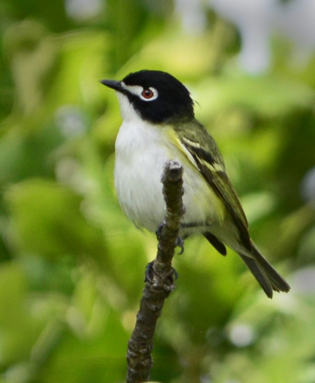 Male black-capped vireo