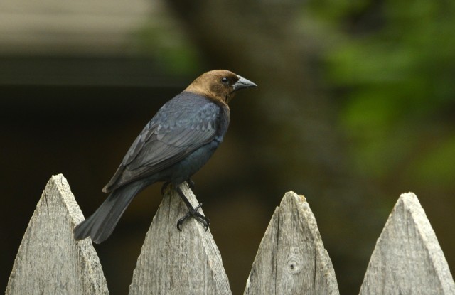 Male brown-headed cowbird