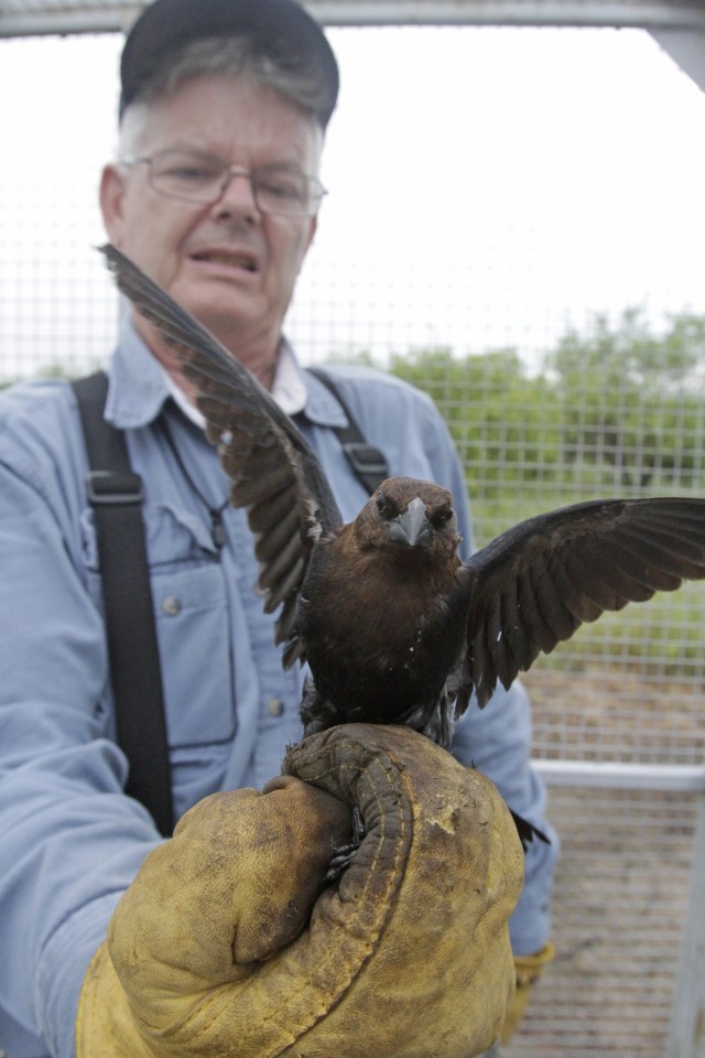 Confined cowbird