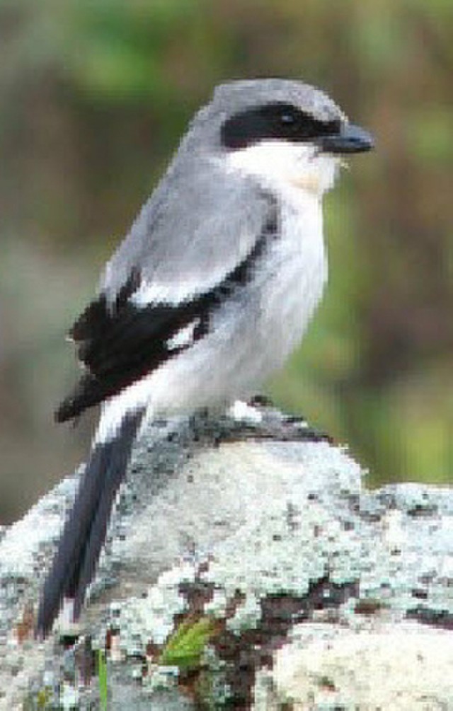 Army helps boost San Clemente loggerhead shrike population