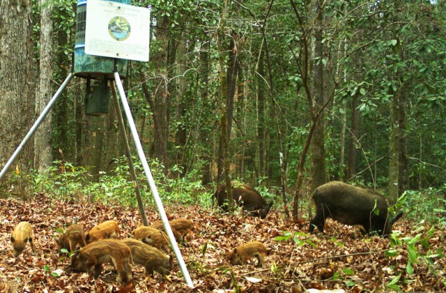 Feral hogs a potential threat to post populace