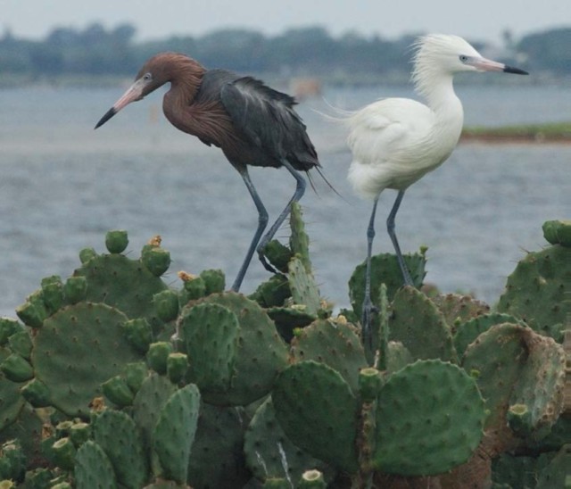 Reddish Egret