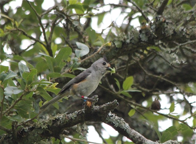 Black-crested Titmouse
