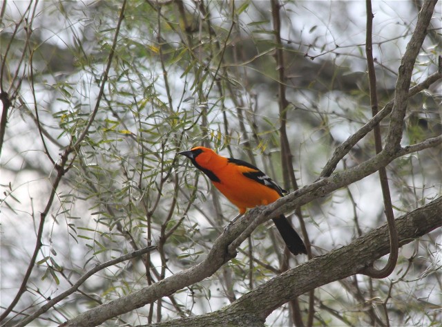 Altamira Oriole