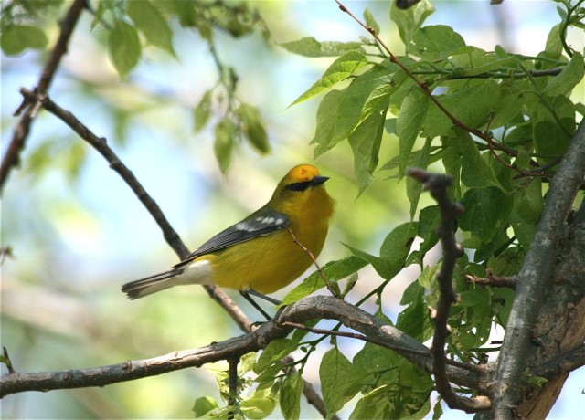 Blue-winged Warbler