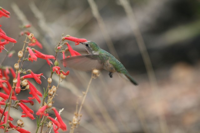 Broad-tailed Hummingbird