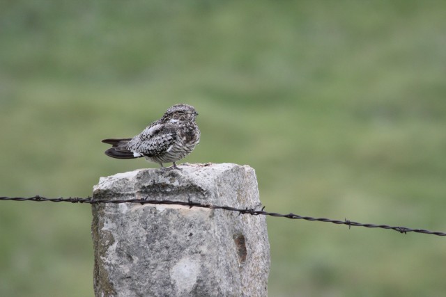Common Nighthawk