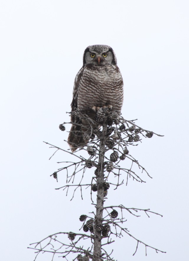 Northern Hawk Owl