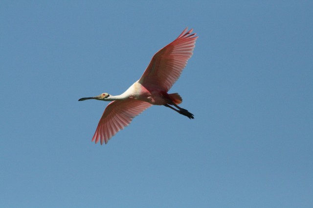 Roseate Spoonbill