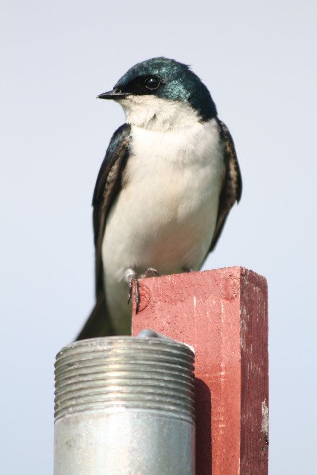 Tree Swallow
