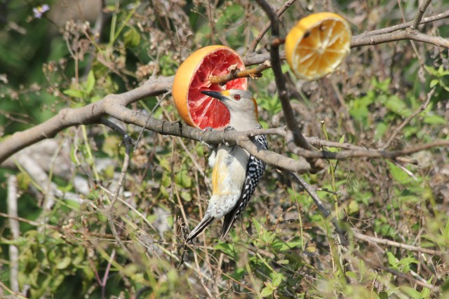 Golden-fronted Wookpecker