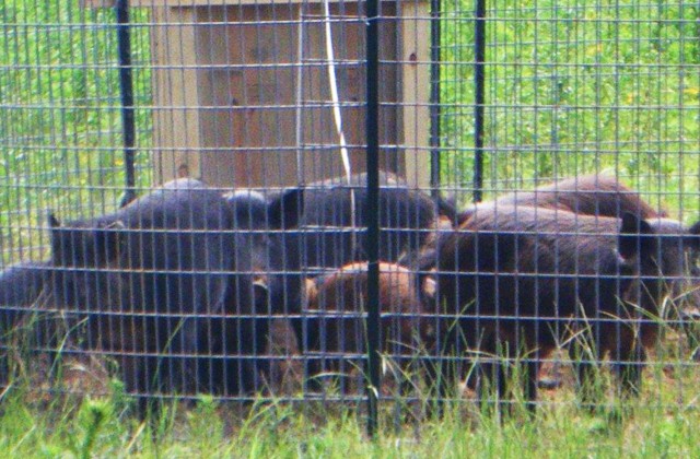 Fort Rucker offers incentives to hunters, trappers to target feral hogs