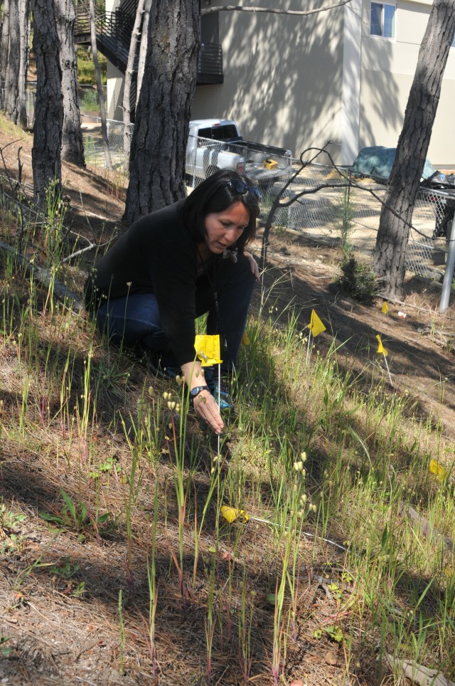 PoM Public Works protects endangered plants