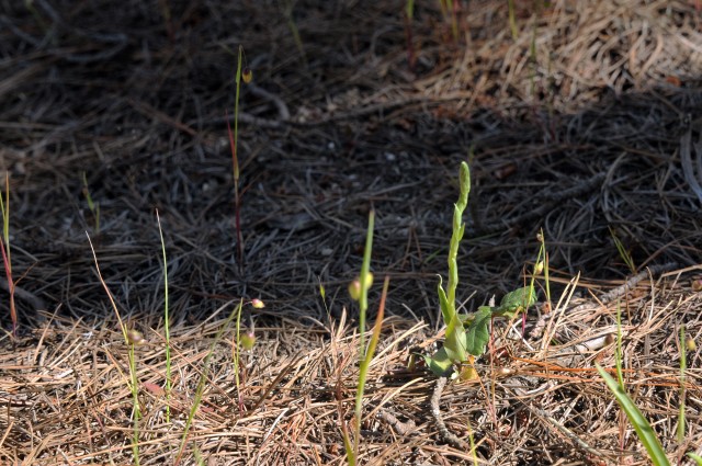 PoM Public Works protects endangered plants