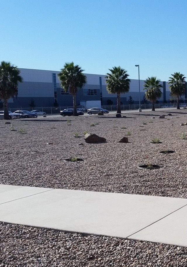 Xeriscape at Bell Reserve Center