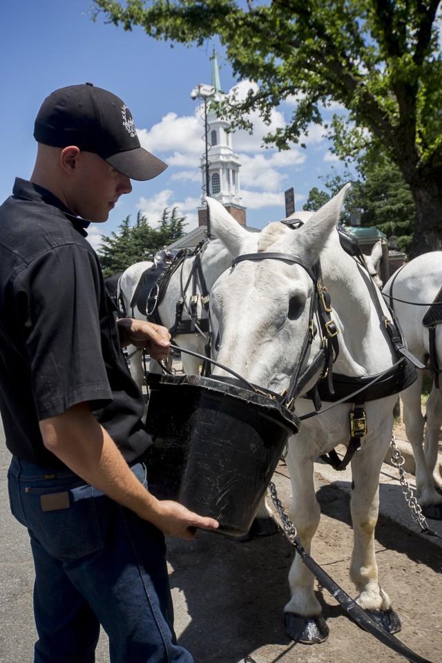 Losing an eye can't keep a good horse down