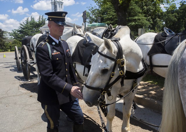 Losing an eye can't keep a good horse down
