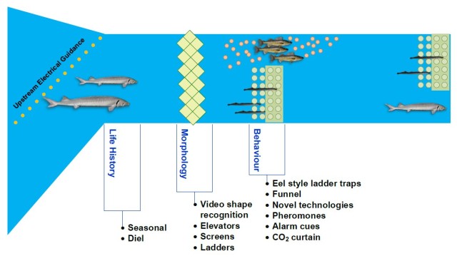 Bi-directional Fish Passage