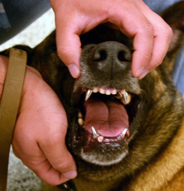 New 'bite' saves military working dog's career