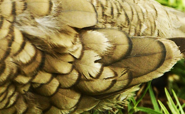 Inca's plumage