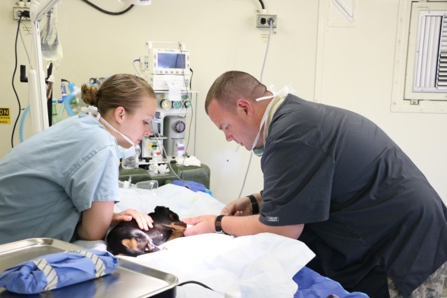 Service members provide veterinary services for the IRT event in Norwich, N.Y.