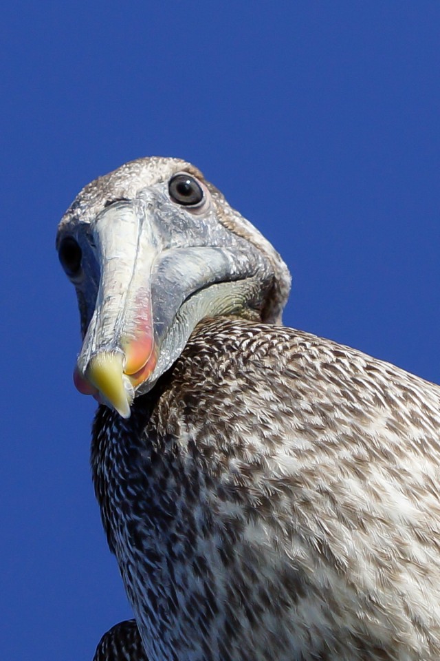 Looking at You