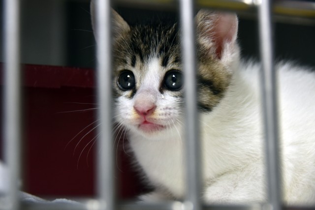 Don't surrender your pets during PCS season