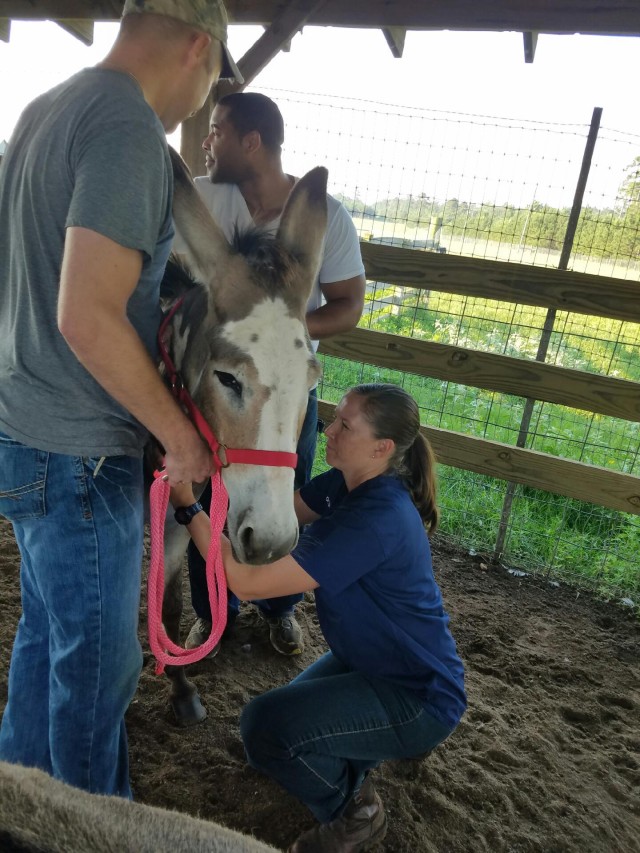 VTF staff provides care to donkeys, goats