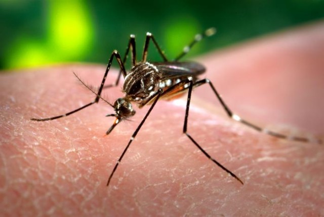 Yellow Fever Mosquito