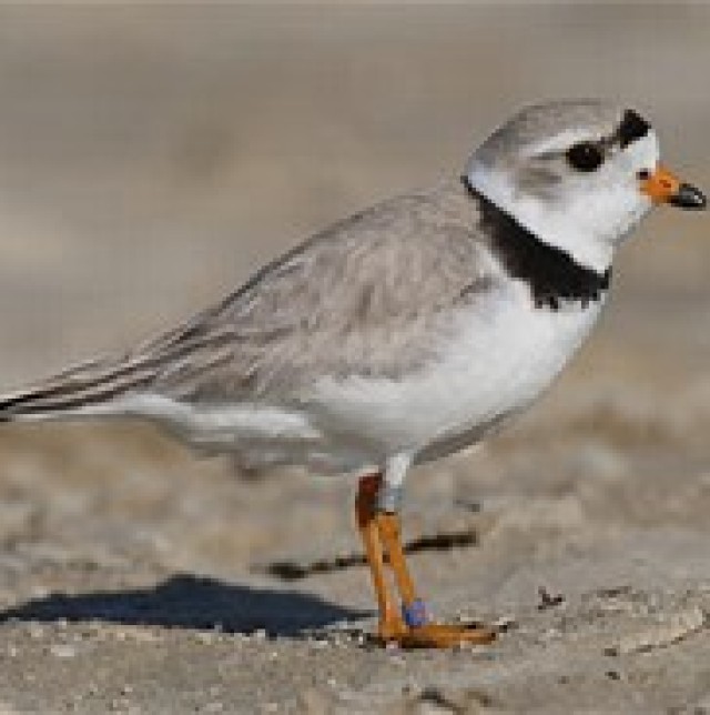NPLD volunteers improve nesting habitat for endangered birds at John Martin Reservoir