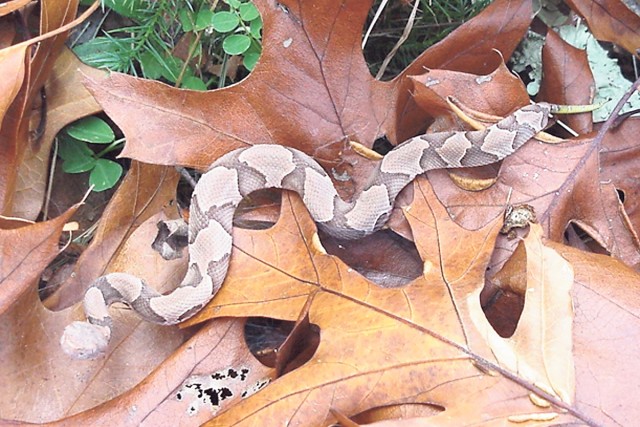 Snakes especially active this time of year at Fort Leonard Wood - part 1 of 2