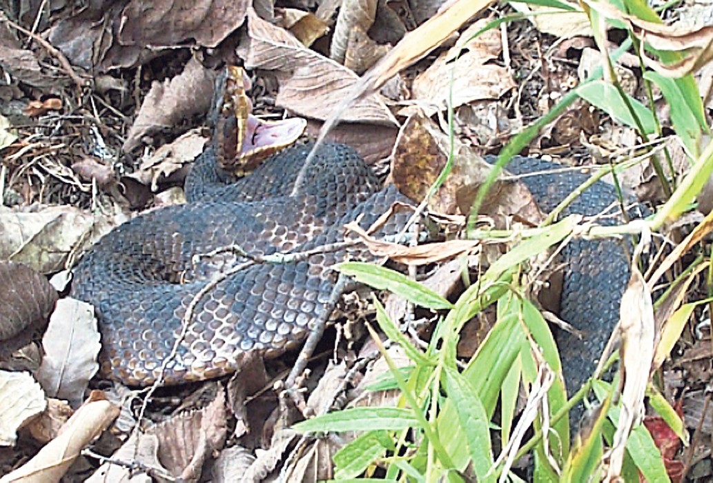 Snakes especially active this time of year at Fort Leonard Wood - part 1 of  2 | Article | The United States Army