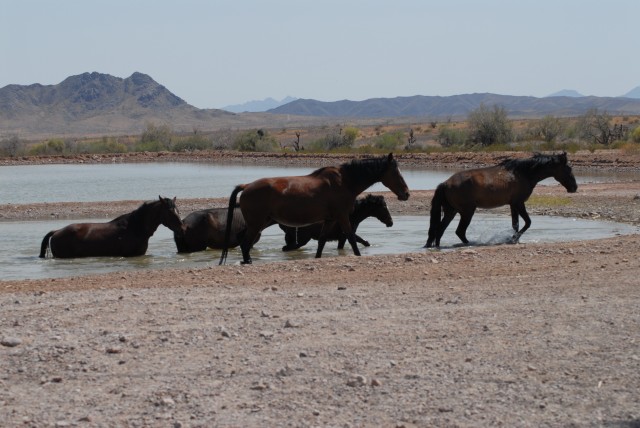Wild horses at Yuma Proving Ground
