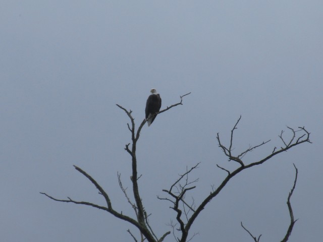 Eagle