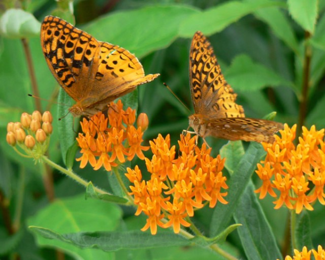 Pollinators Increase at Stonewall Jackson Lake