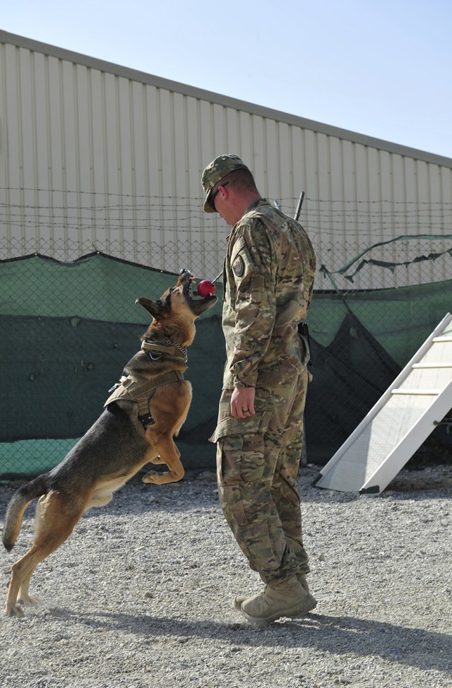 Military Working Dogs 2
