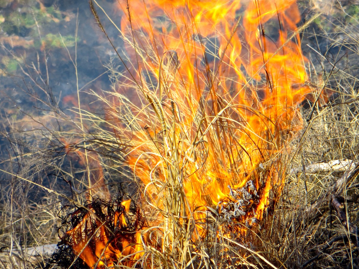 Wildfire season continues due to warm, dry winter | Article | The ...