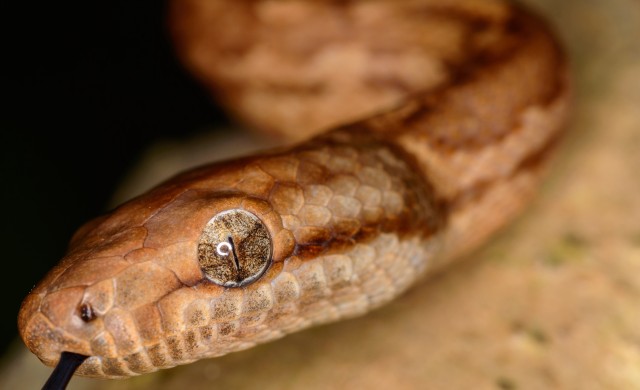 For the Sake of the Snake: Fort Buchanan Protects the Puerto Rican Boa