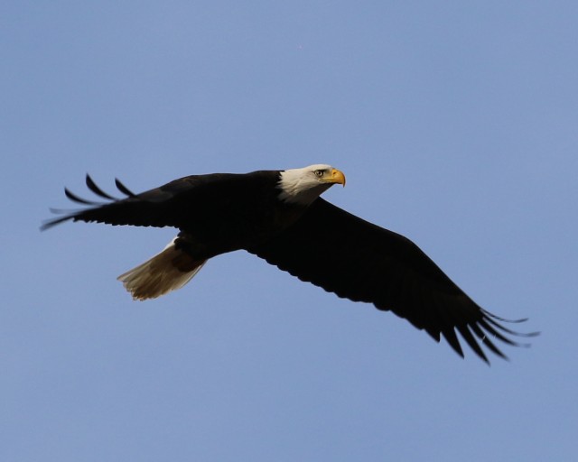 usa image