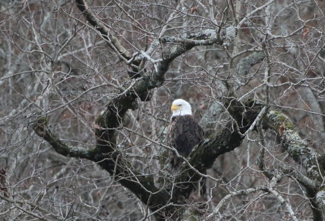 usa image