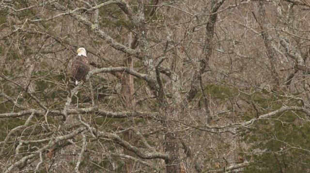 Park Rangers from Beaver Lake, Little Rock District, U.S. Army Corps of Engineers conducted the annual National Midwinter Bald Eagle Survey
