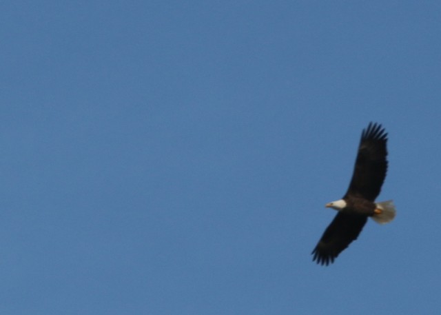 Park Rangers from Beaver Lake, Little Rock District, U.S. Army Corps of Engineers conducted the annual National Midwinter Bald Eagle Survey