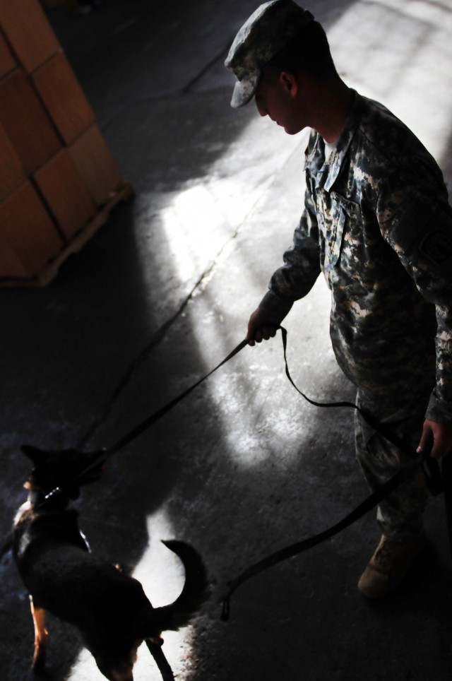 503rd Military Police Battalion Conducts Military Working Dog Training