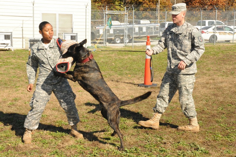 Military Working Dogs: Guardians Of The Night | Article | The United States  Army